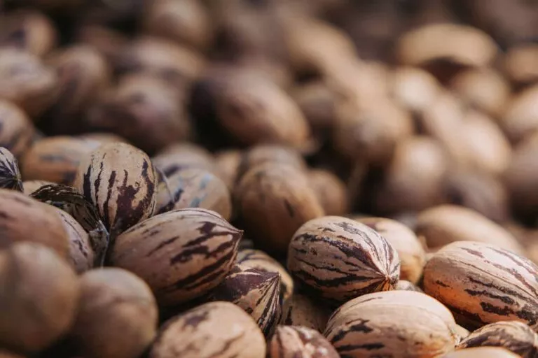 אגוזי פקאן
